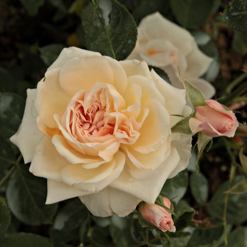 Shop - Rosa Ausjolly - rosa - englische rosen - mittel-stark duftend - David Austin - -